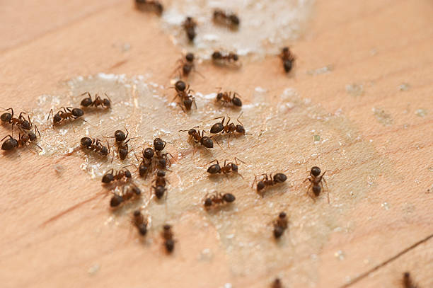 Best Cockroach Control Services  in Cape St Claire, MD