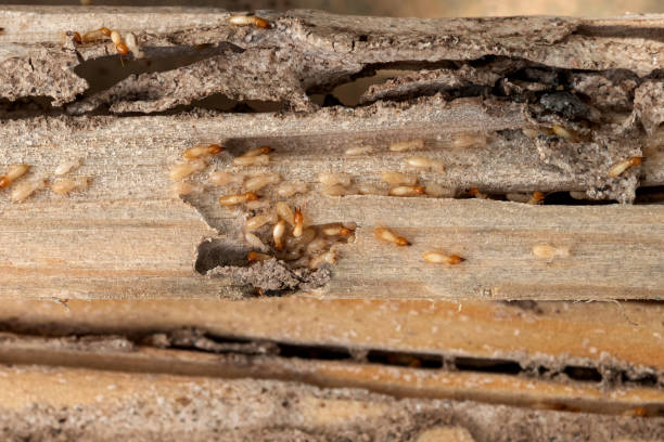Best Wasp Removal Services  in Cape St Claire, MD